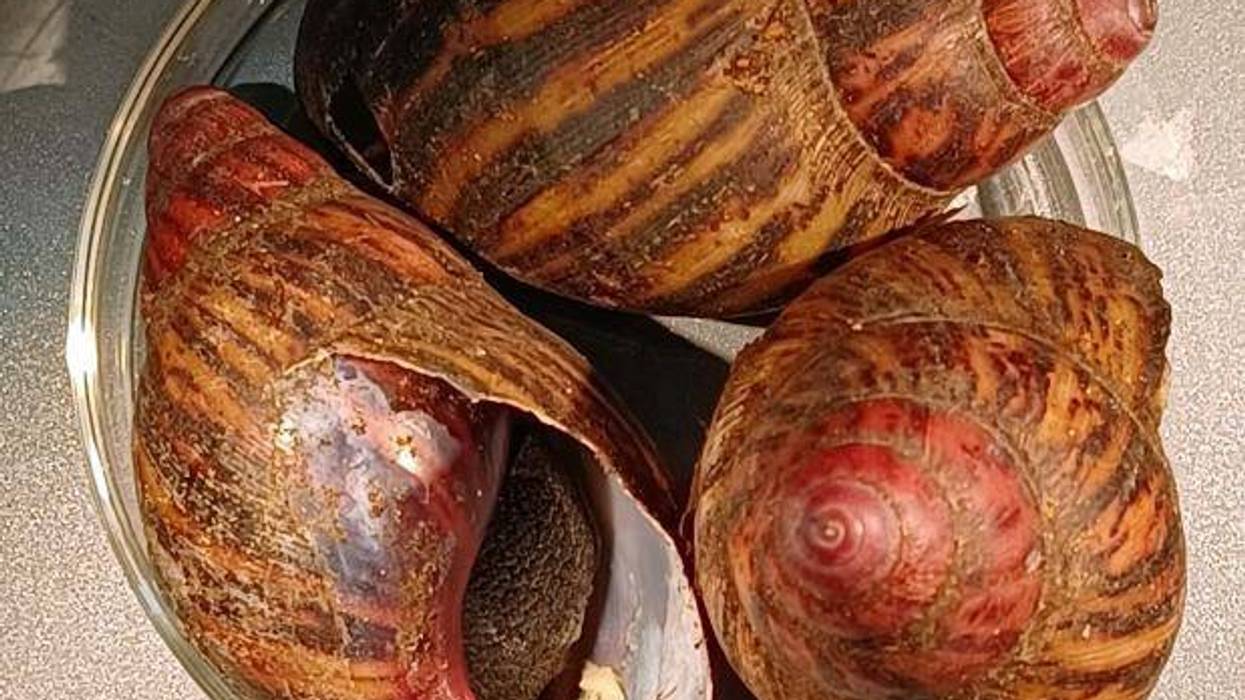 Giant snails stopped at Houston airport