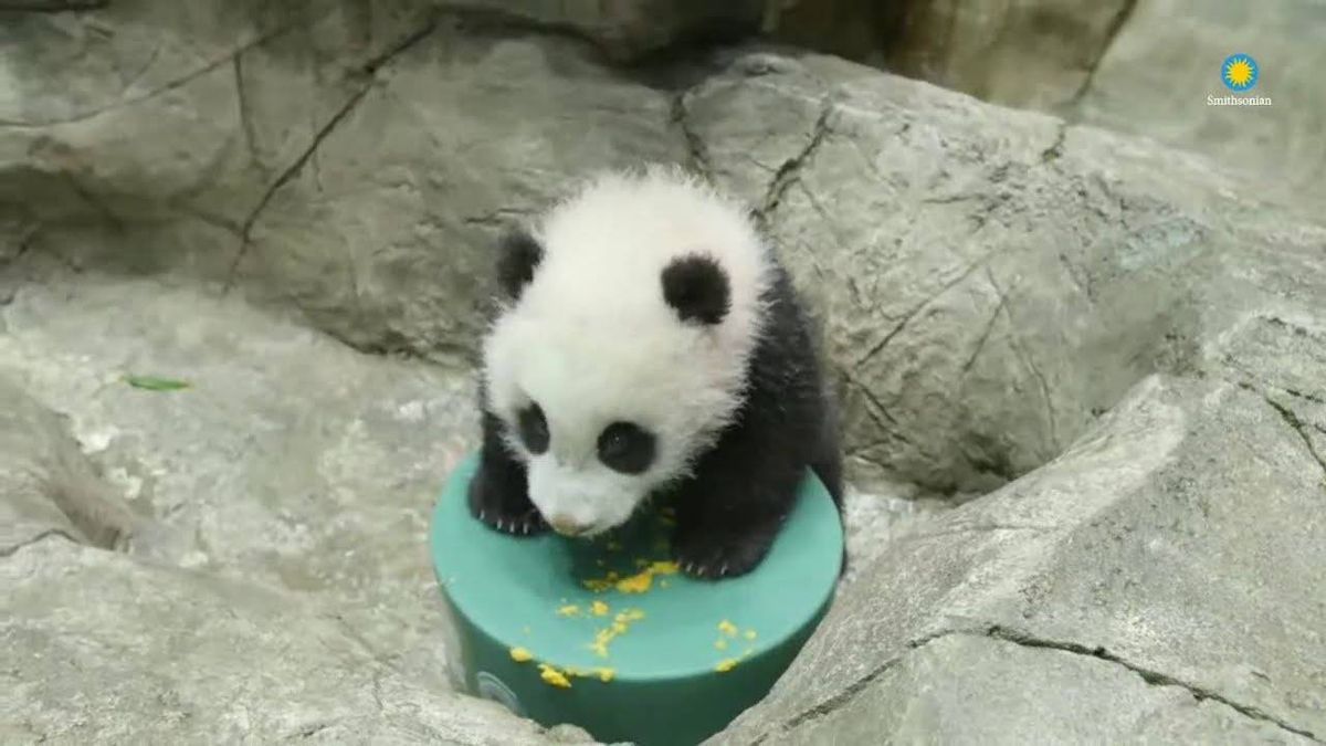 WATCH: Rare (and adorable) video captured of Giant Pandas frolicking in the snow