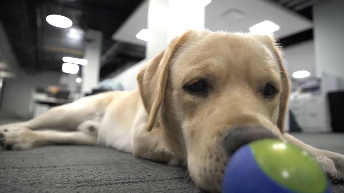 WATCH: Blues' dog Barclay officially graduates