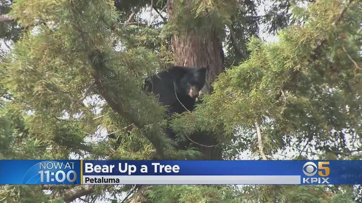 The bear necessities: 500-pound Petaluma bear gets stuck in tree