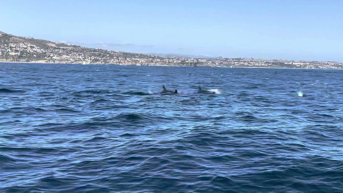WATCH: Extremely rare video captured of a pod of 40 false killer whales off the coast of Newport Beach