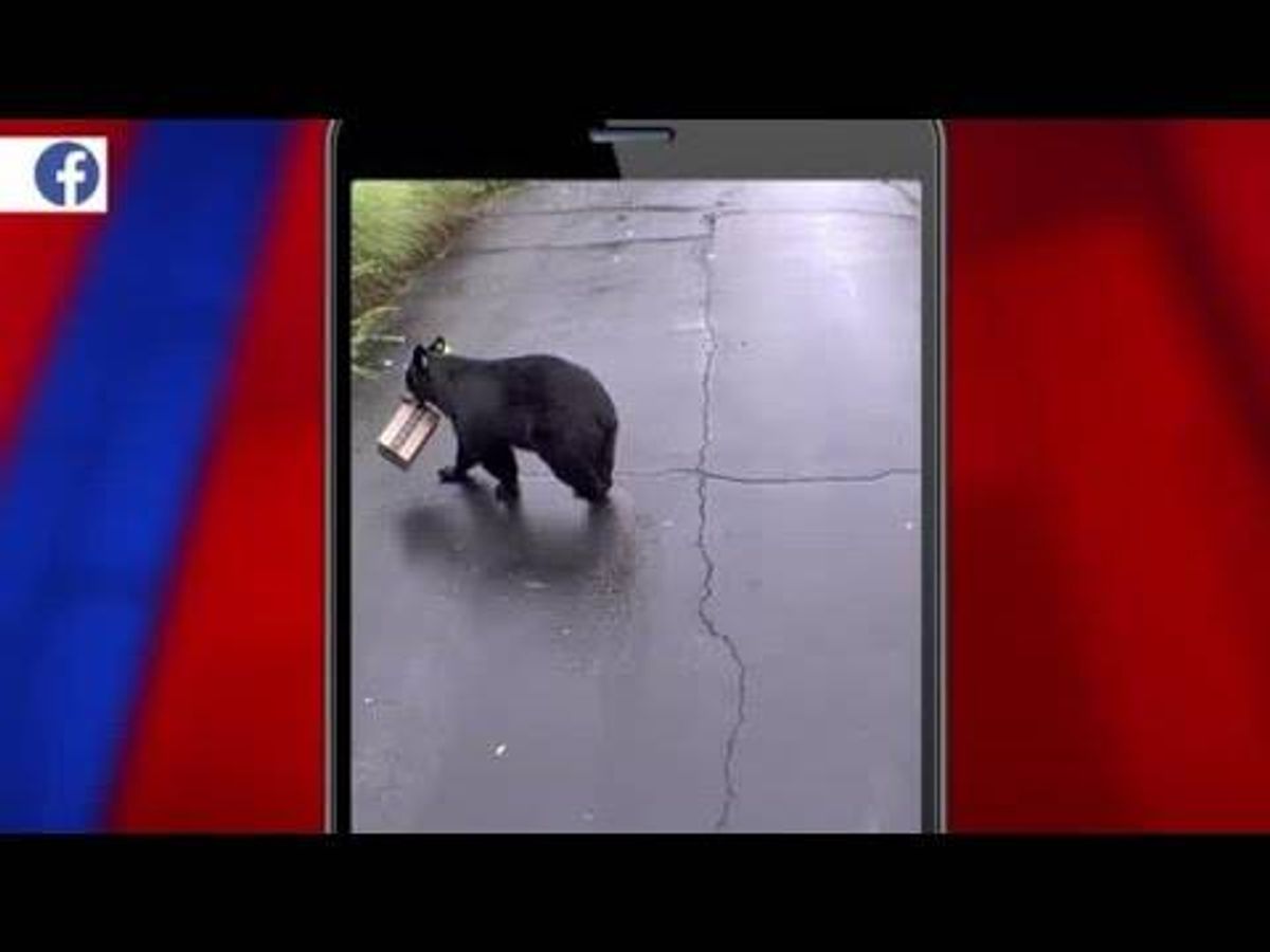 VIDEO: Buy your own toilet paper! Bear caught taking Amazon box from CT couple's porch
