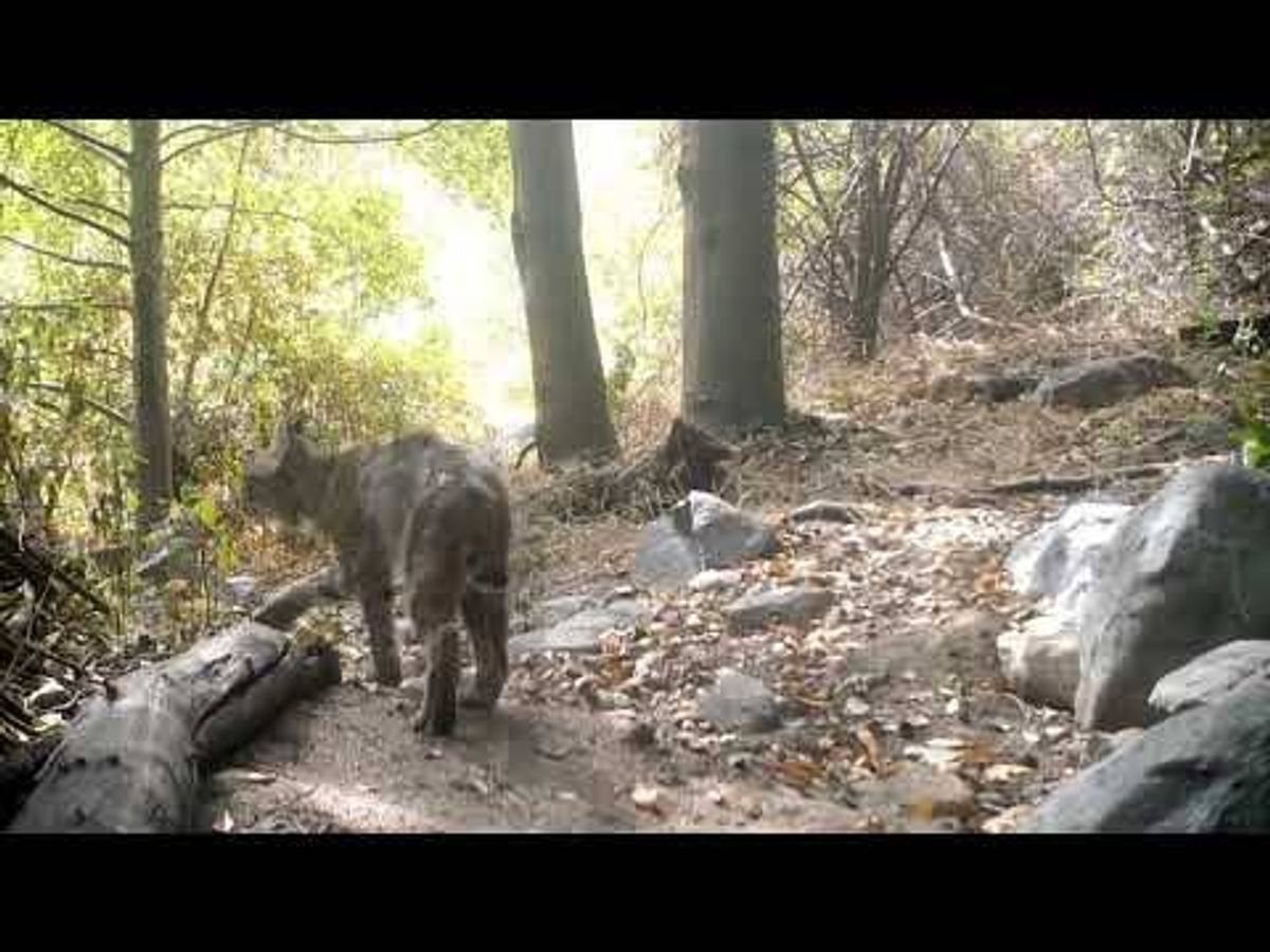 WATCH: Bobcat and rattlesnake battle to the death