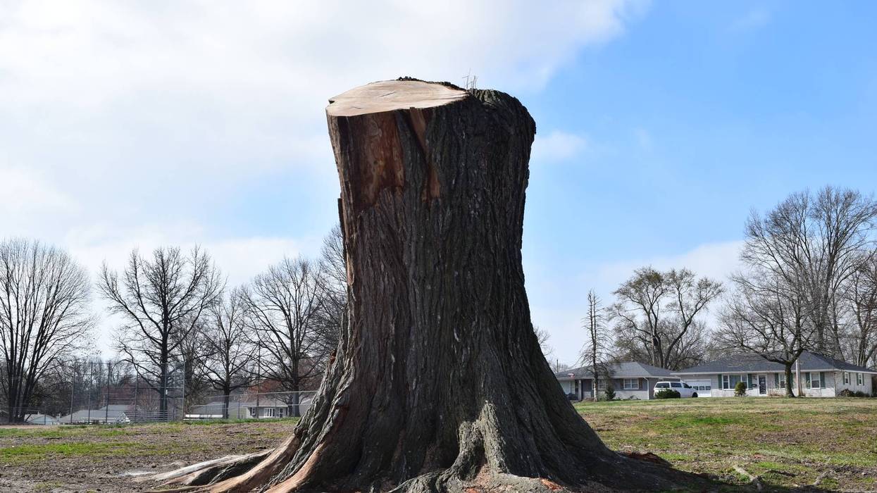Historic tree now only a stump