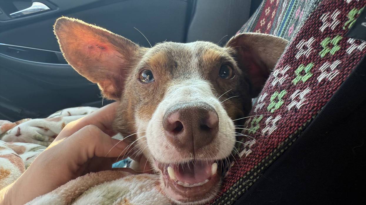 FURRY FRIDAY - Pet of the Week