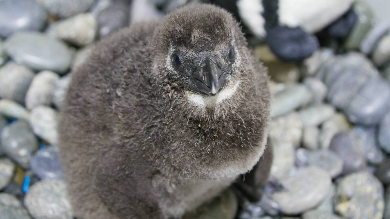 What should this baby penguin be named?