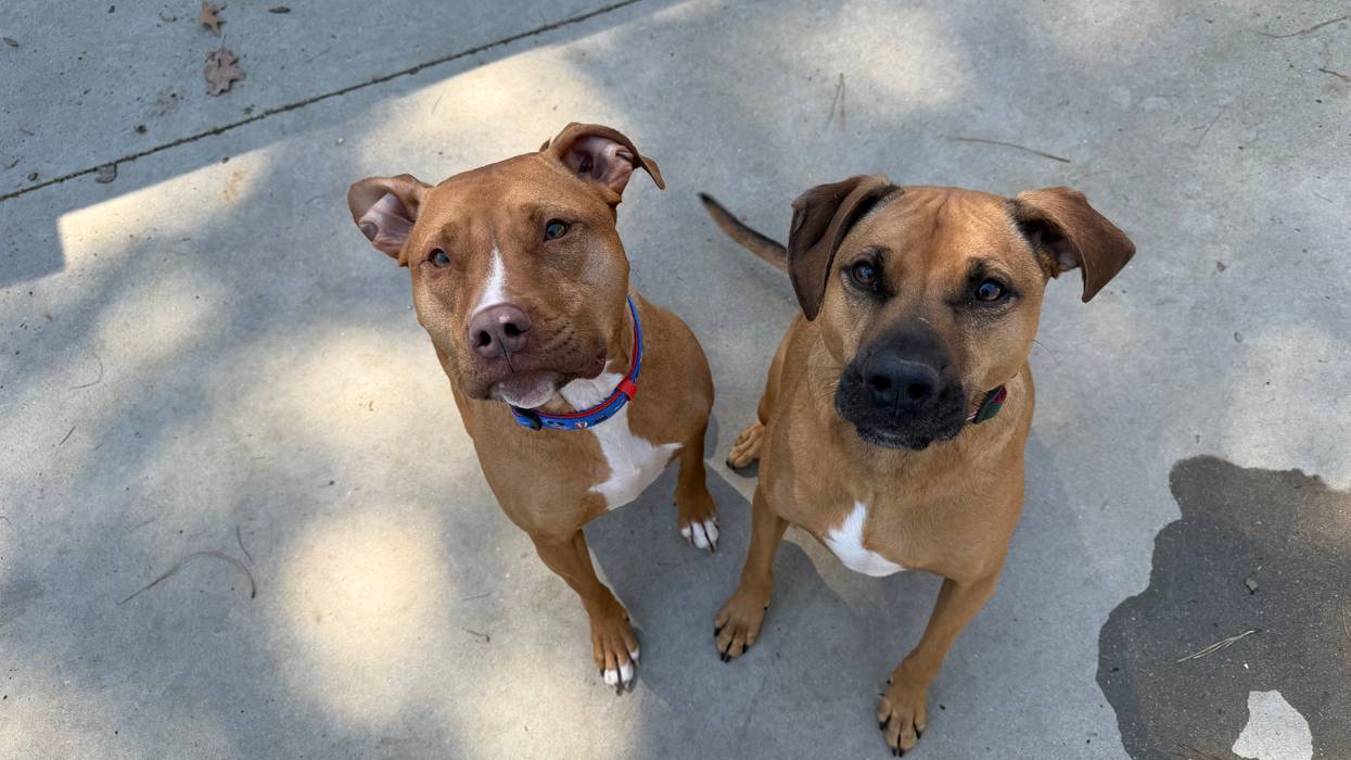 FURRY FRIDAY - Pet of the Week