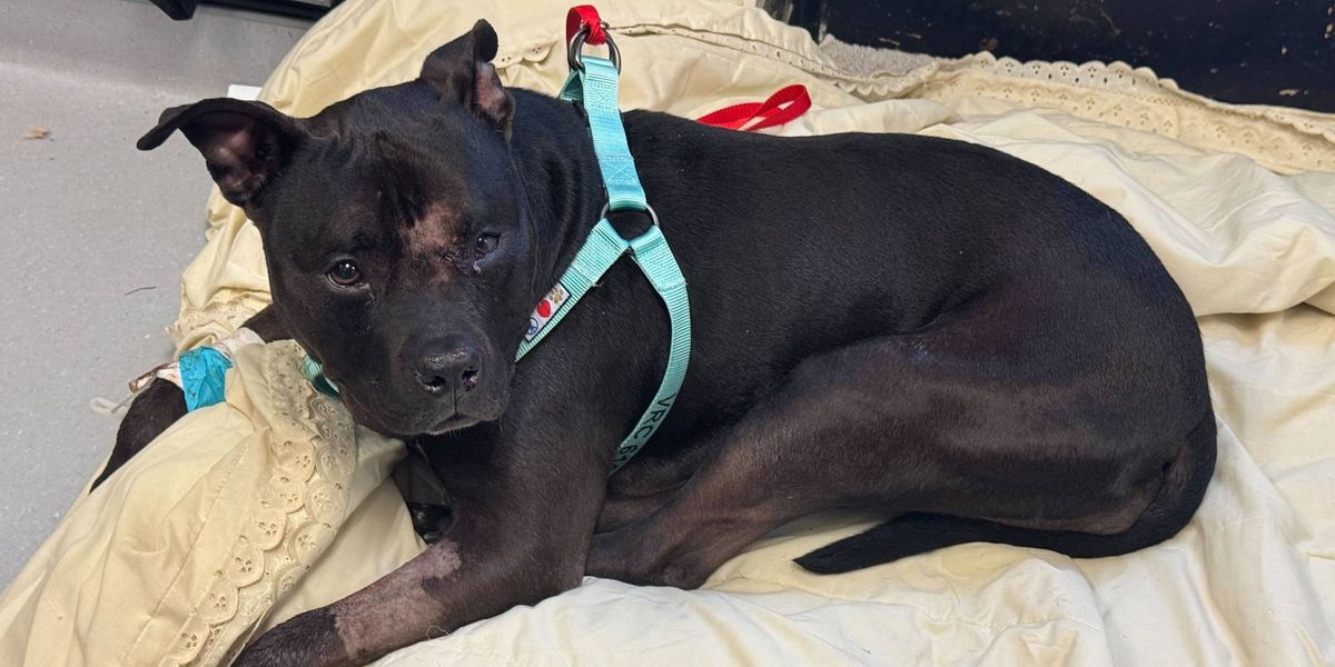 Dog recovering after being shot during violent Chester rampage