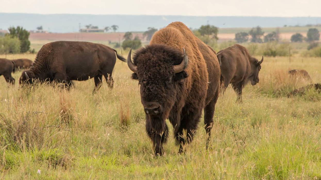 Buffalo have moved to Kane County and are ready for visitors