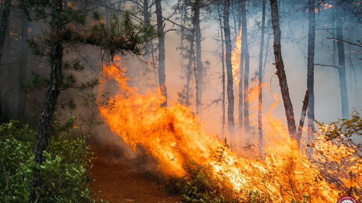 It’s peak wildfire season in New Jersey. Here’s what you need to know