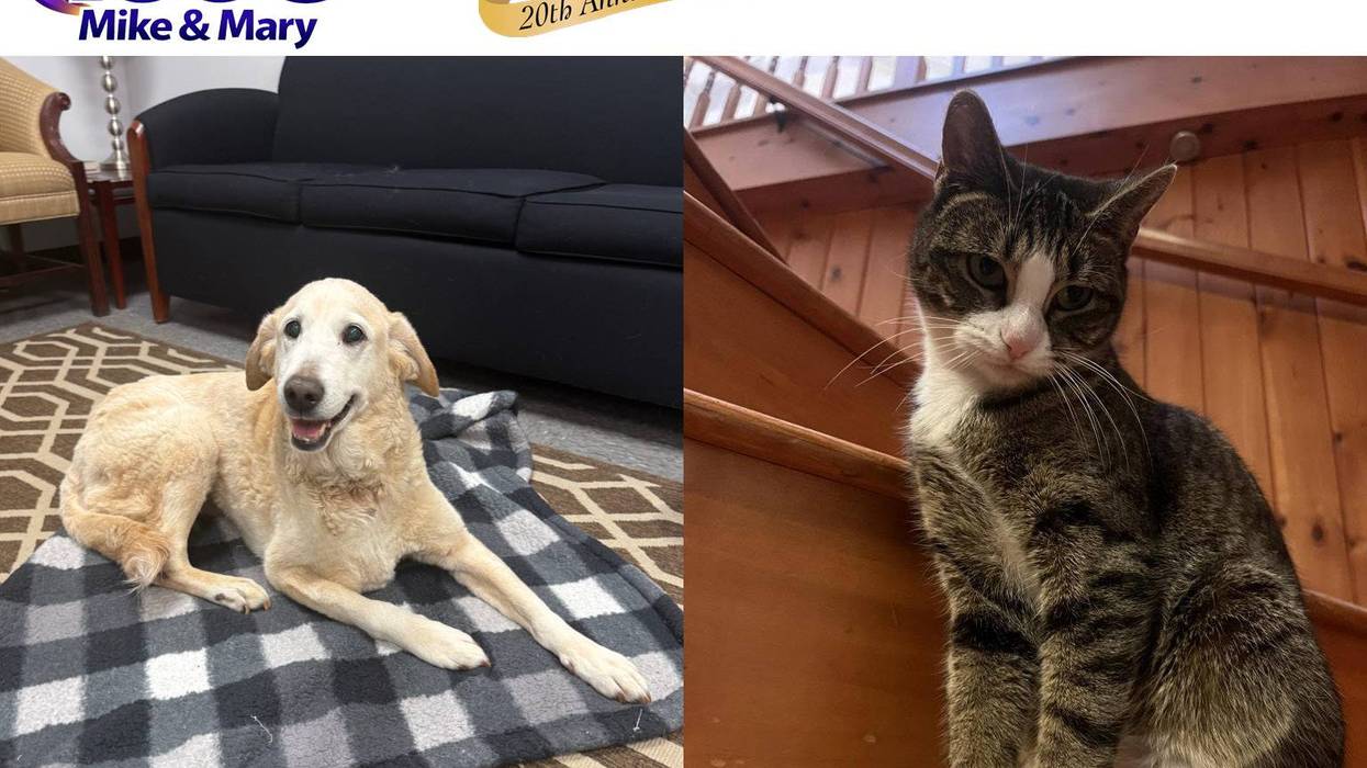 Our Companions April Pets of the Month
