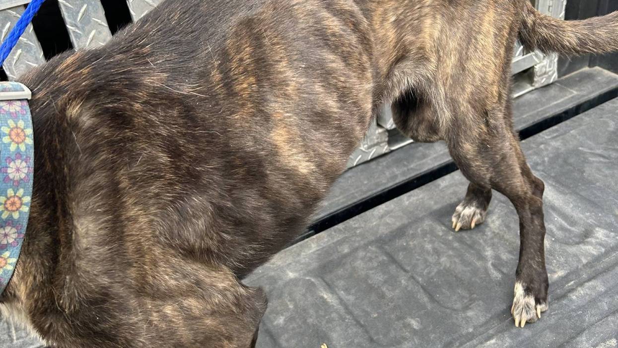 Two arrested after dog found tied up in Western NC