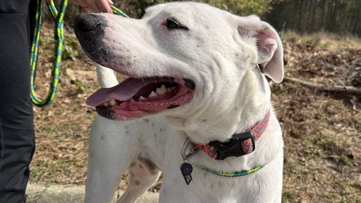 FURRY FRIDAY - Pet of the Week