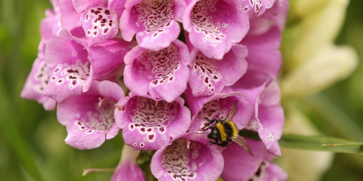 You don't have to go wild to attract bees to your garden