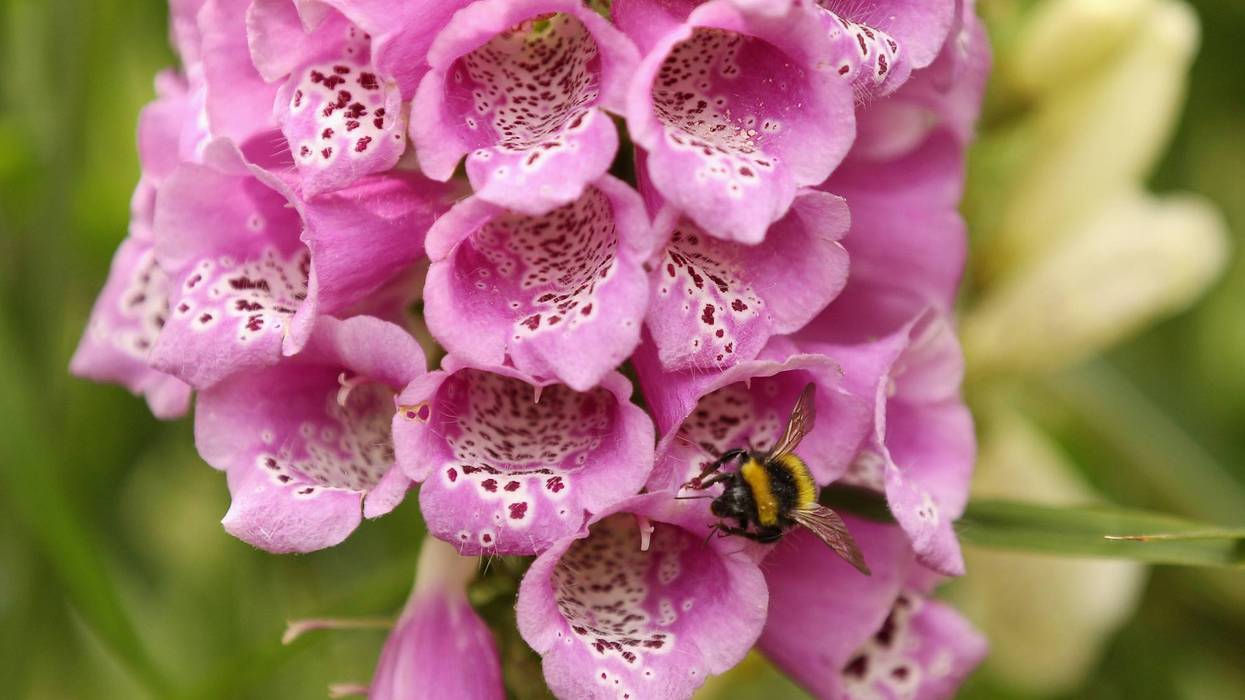 You don’t have to go wild to attract bees