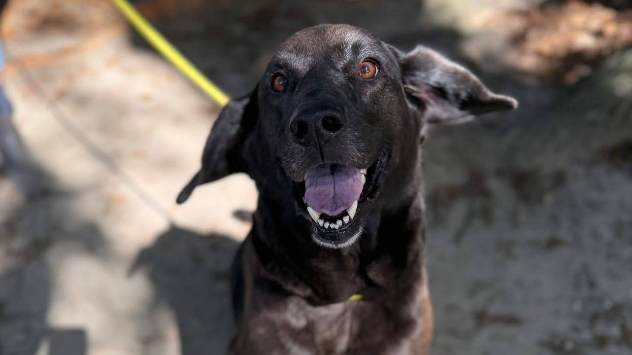 Wet Nose Wednesday Pet: Shadow