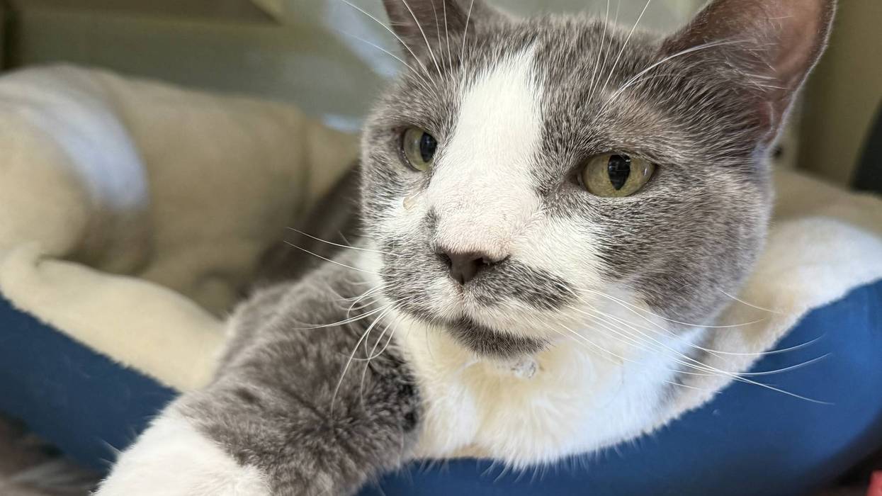 FURRY FRIDAY - Pet of the Week