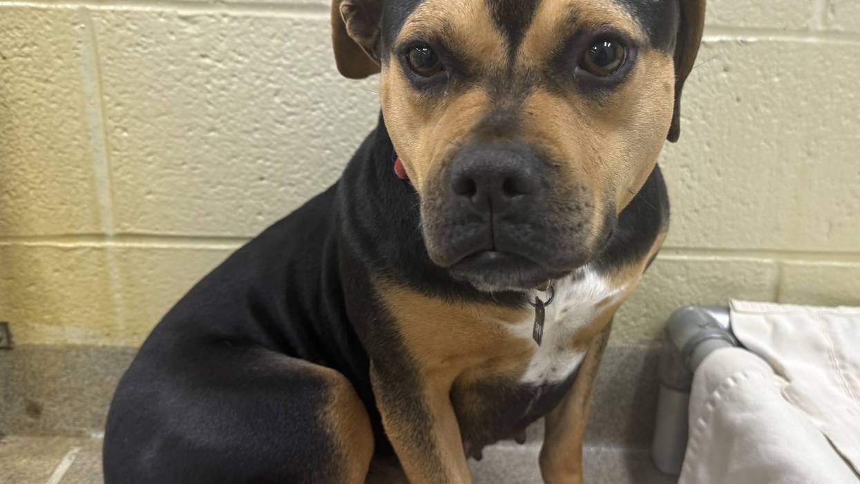 FURRY FRIDAY - Pet of the Week