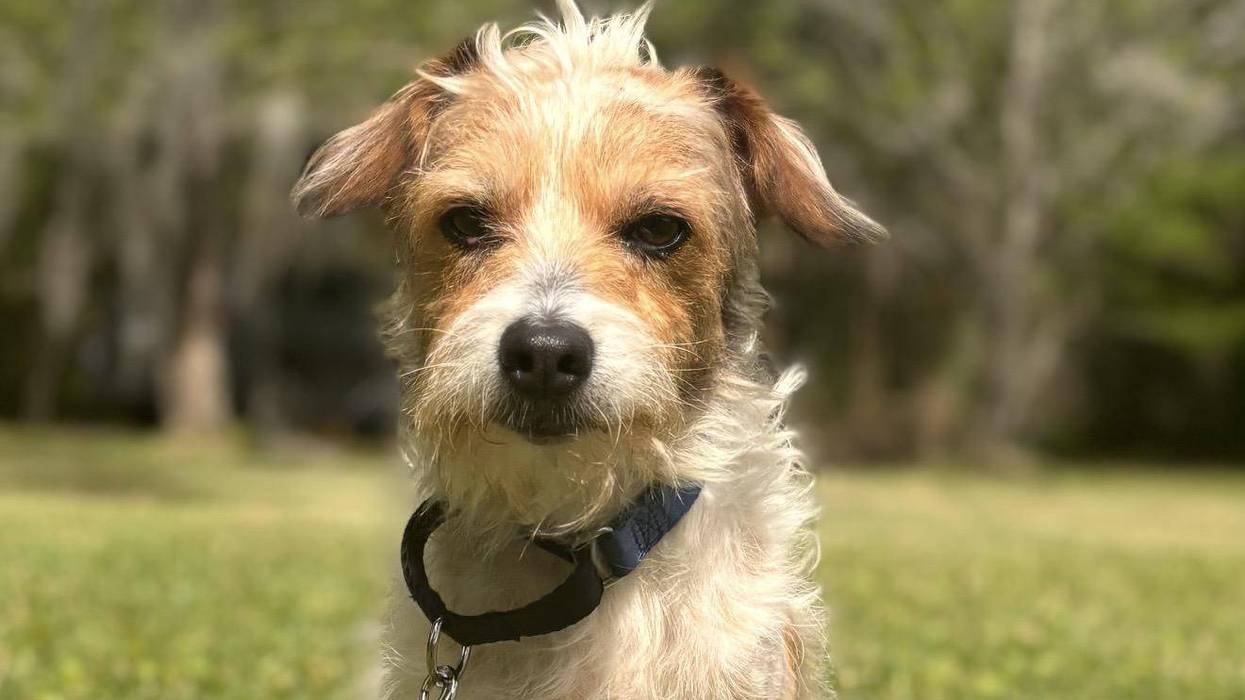 Wet Nose Wednesday Pet: Scruffy Doo