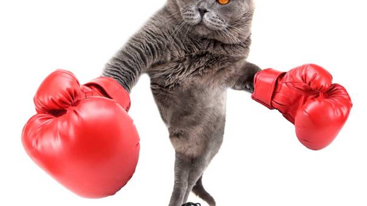 Doc Show Audio: Who Punched Baby Luna?