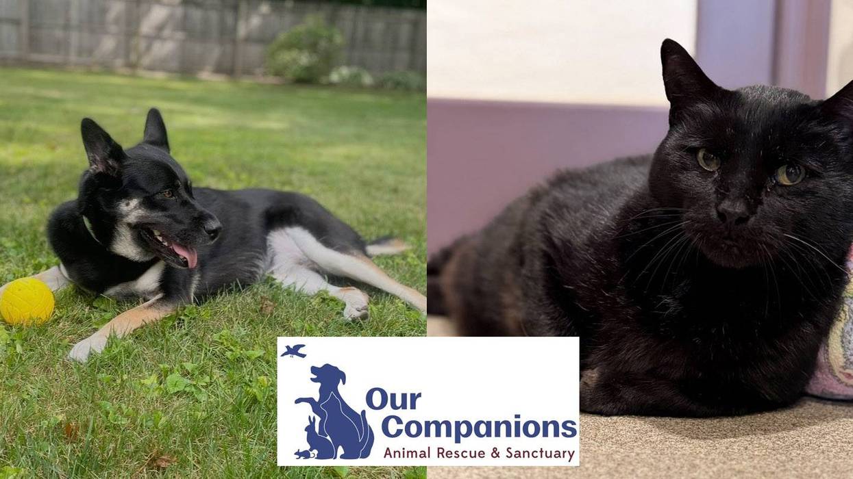 Our Companions May Pets of the Month