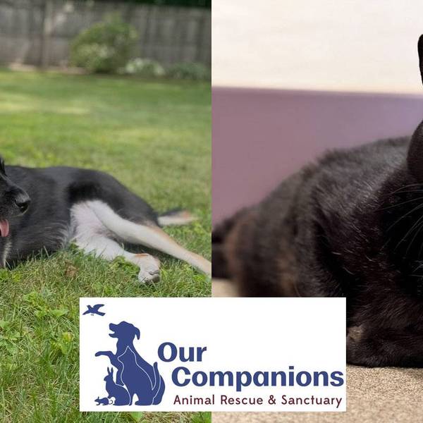 Our Companions May Pets of the Month