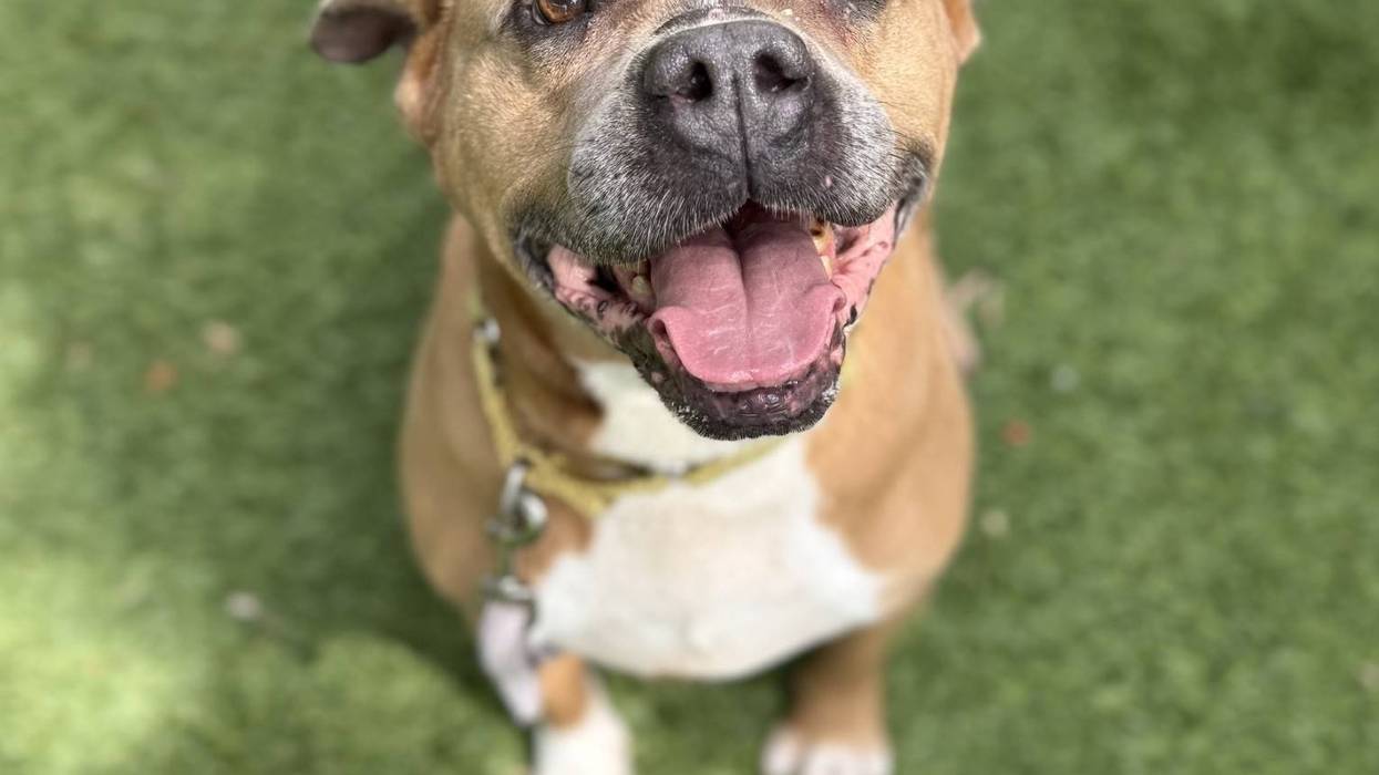 Beach Buddies: Adopt Mike