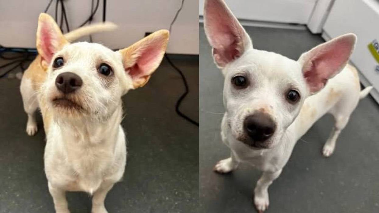 Wet Nose Wednesday Pets: Ripley and Diego