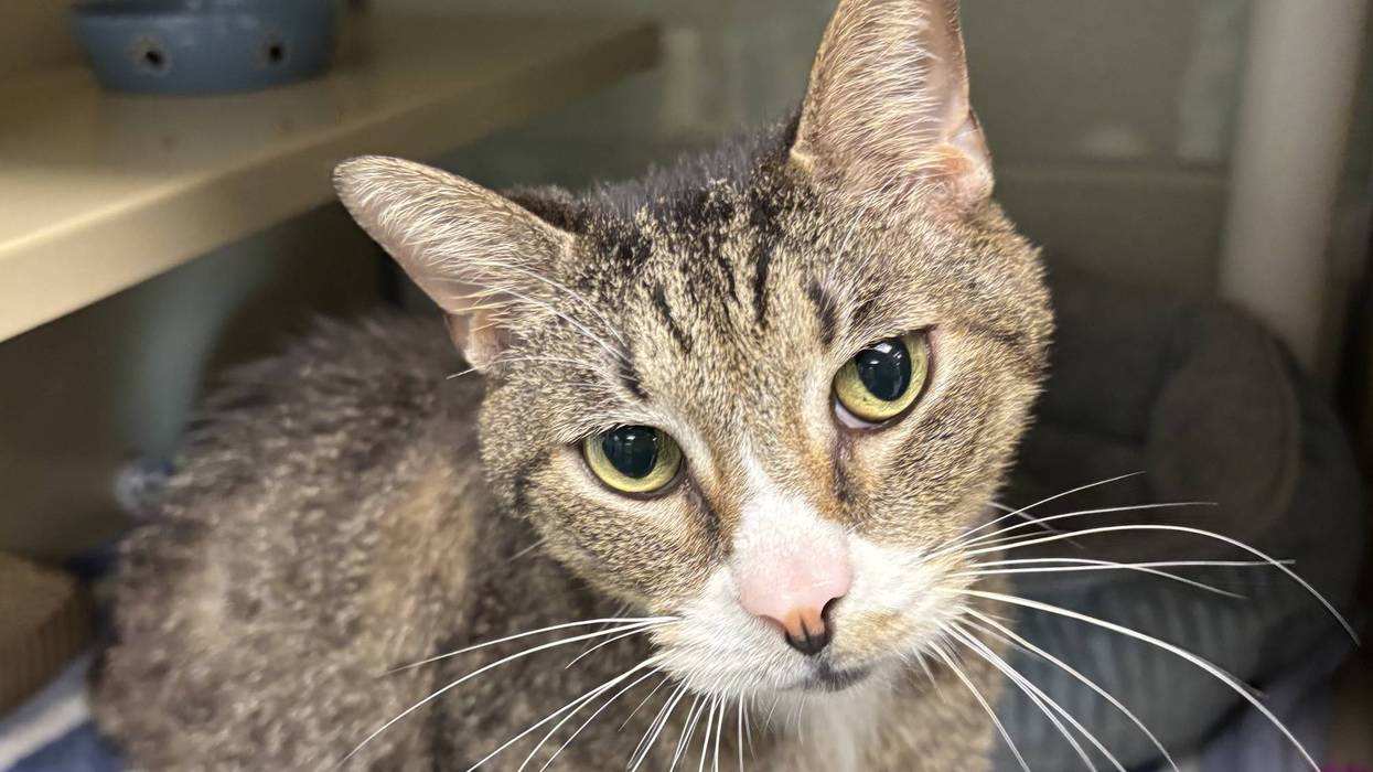 FURRY FRIDAY - Pet of the Week