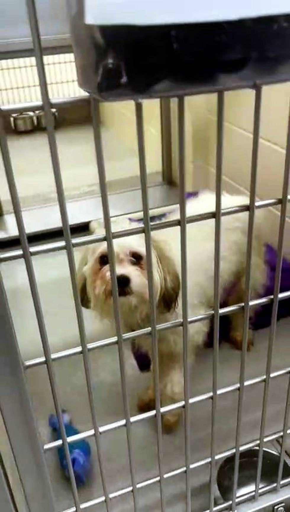 Minneapolis Animal Care and Control touring their facility to help homeless pets