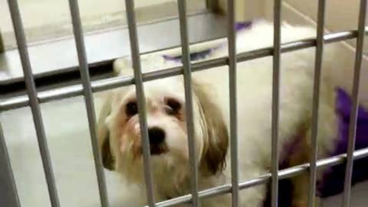 Minneapolis Animal Care and Control touring their facility to help homeless pets