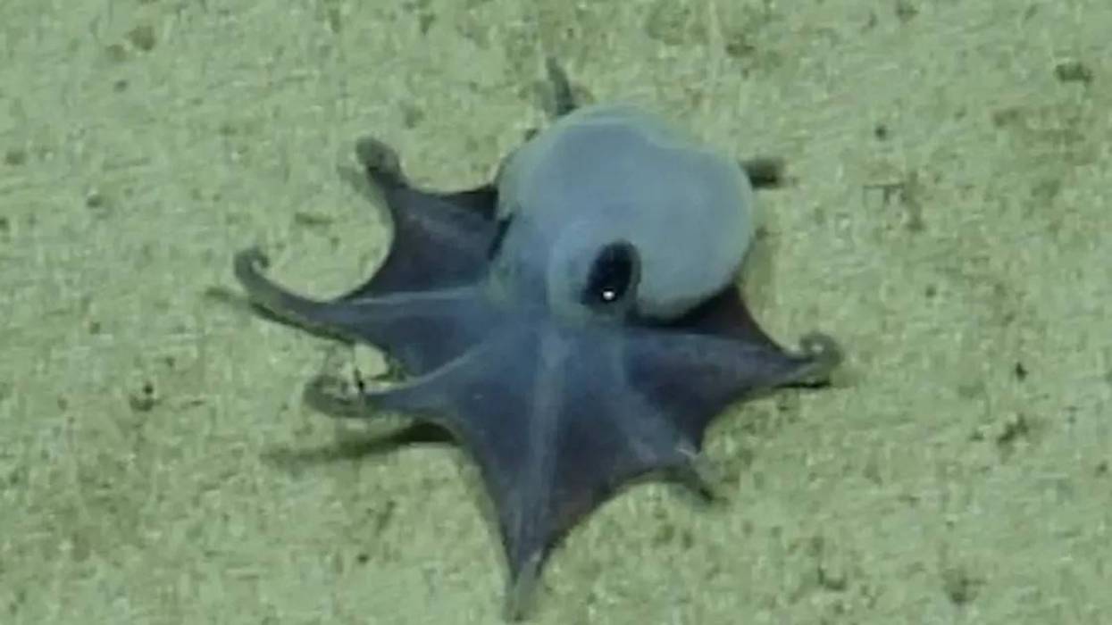 Tiny Octopus Gets Its Time In The Spotlight