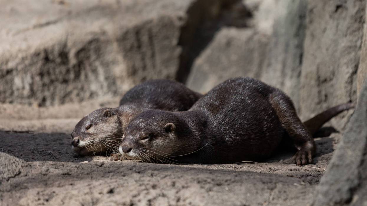 World otter day at the Dallas Zoo