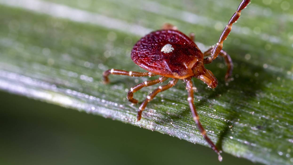 Small amount of 'Lone Star' ticks, which cause red meat allergy, pop up in Erie County
