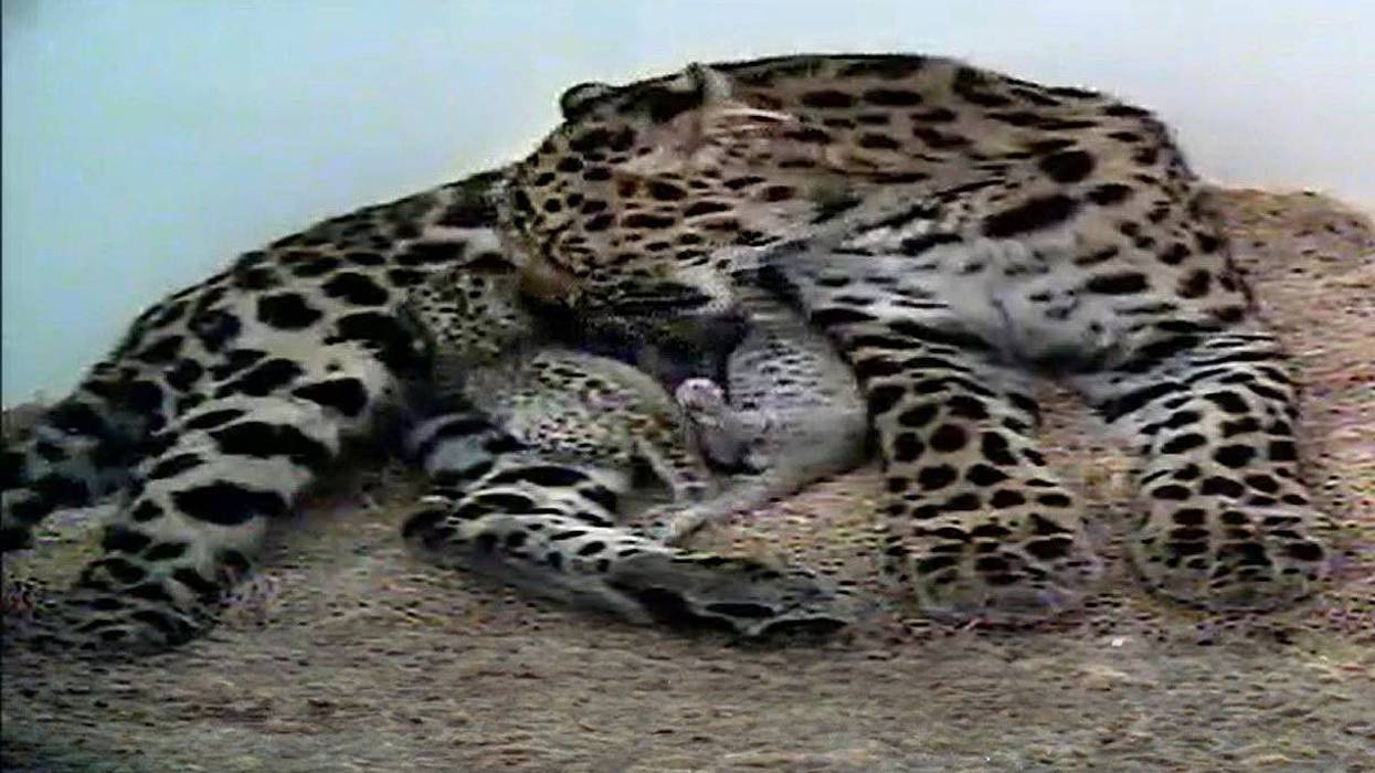 Greenville Zoo Celebrates Birth of Rare Amur Leopard Cubs