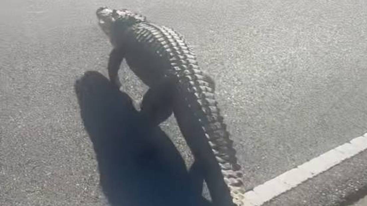 Cops say slow down to avoid hitting "Nature's Speed Bump"