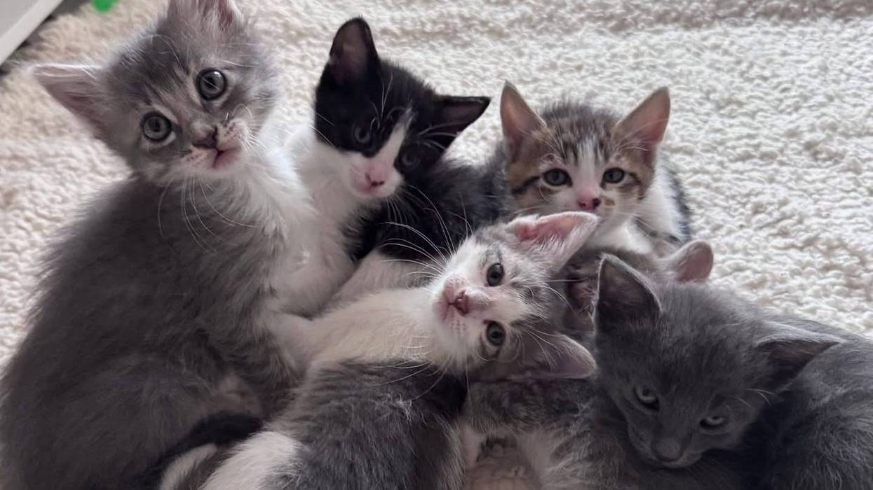 Wet Nose Wednesday Pets: Meet this Kitten Family