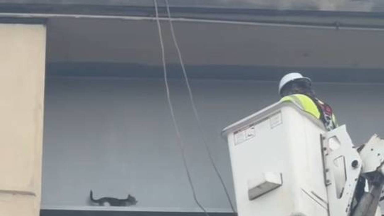 Video: Kitten rescued from ledge of Crescent City Connection bridge