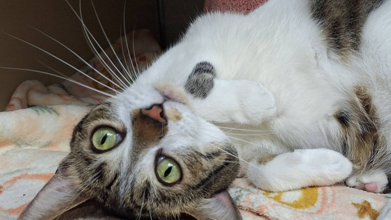 FURRY FRIDAY