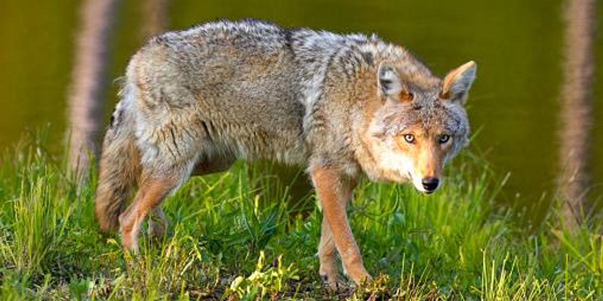 Bloomington Police Warn Pet Owners After Coyote Attacks