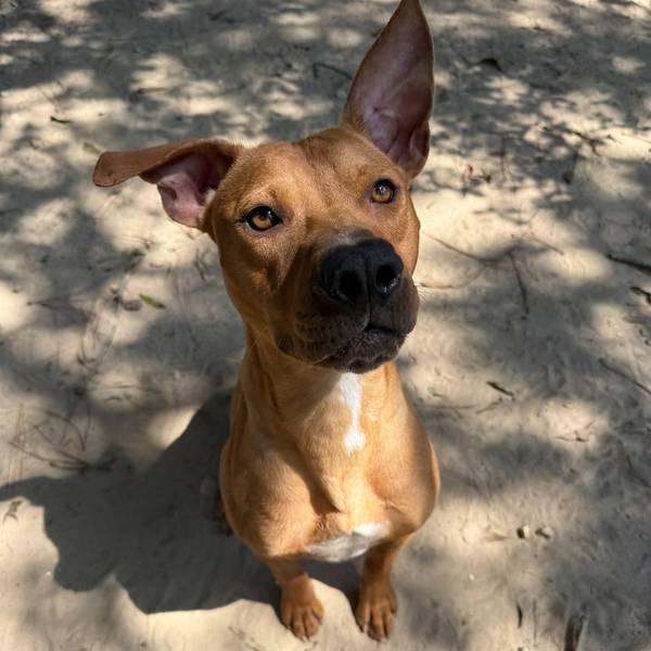 Wet Nose Wednesday Pet: Elodie