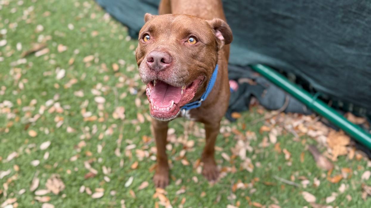 Beach Buddies: Adopt Hazel