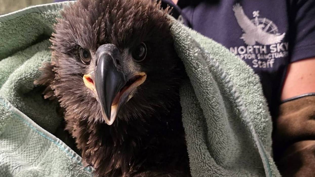 Michigan's eaglet surprise! Snow is a girl