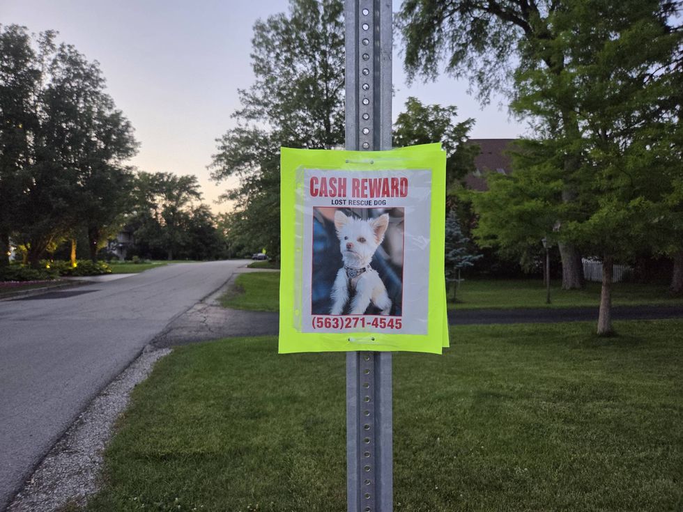 Beloved pet still missing after month