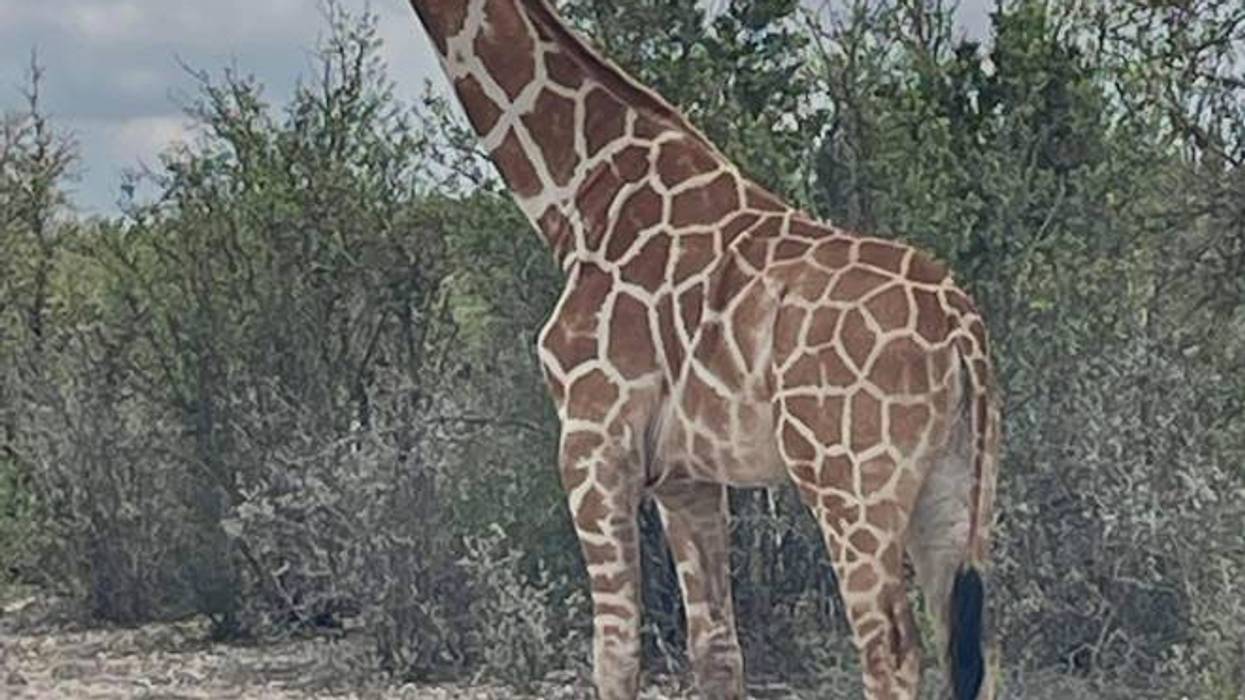 Lost giraffe in Central Texas found