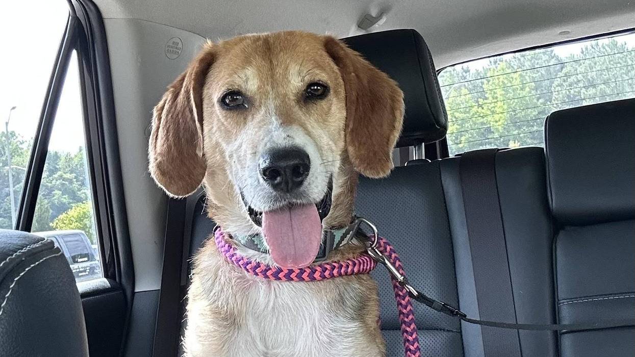 FURRY FRIDAY - Pet of the Week