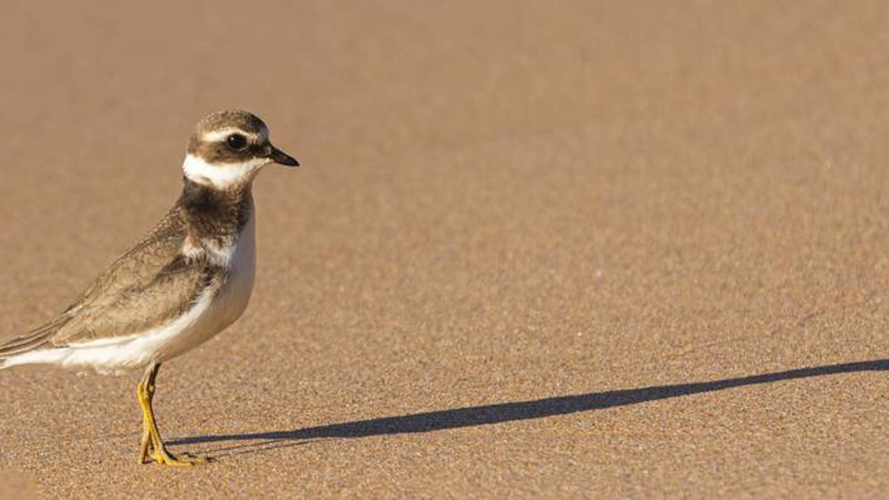 A new member of Chicago's piping plover family has died
