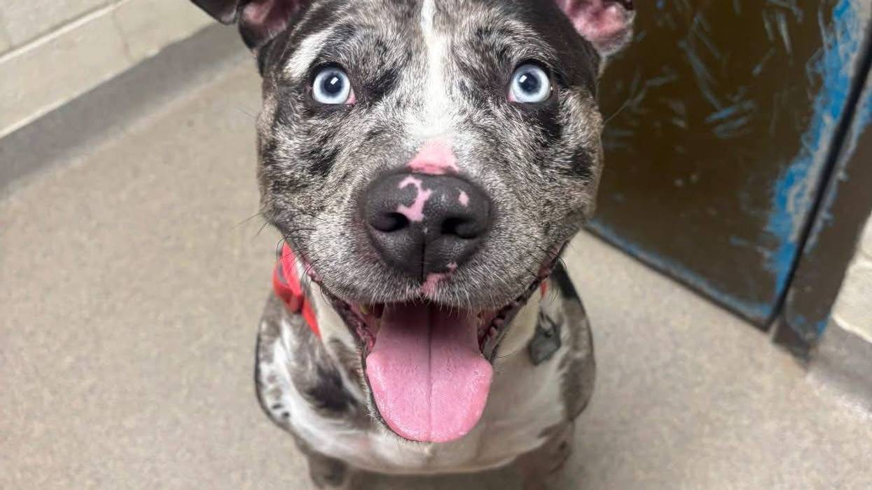 FURRY FRIDAY - Pet of the Week