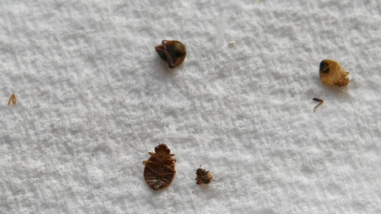 Chicago tops nation in bed bug infestations