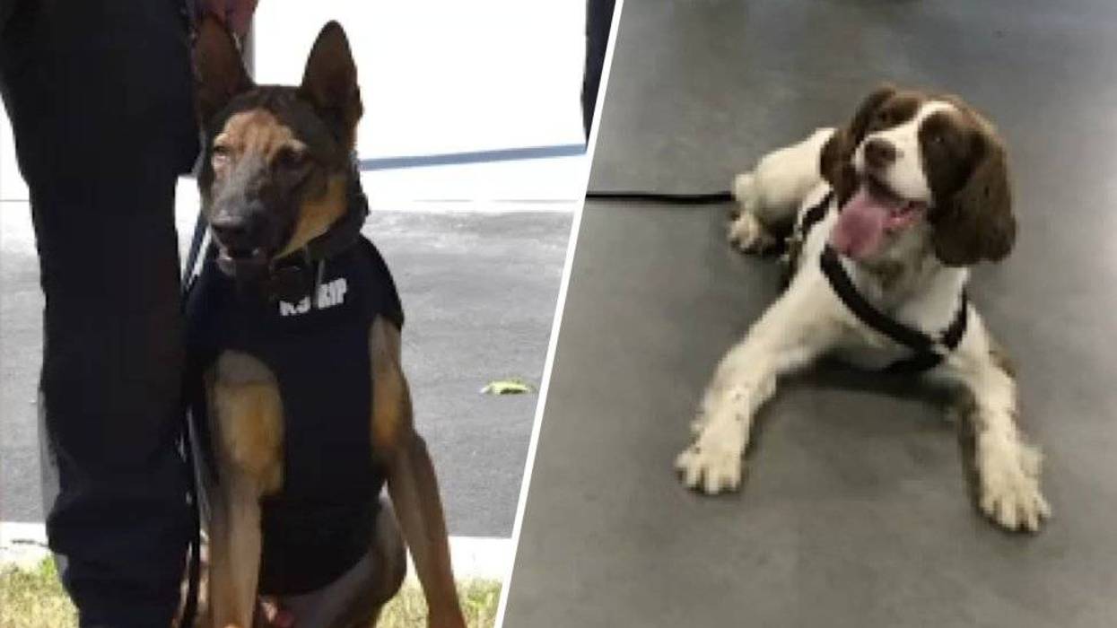 NJ officer charged after two K-9s died of heat stroke inside his car